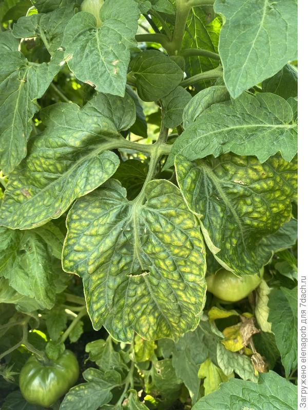 Больной томат