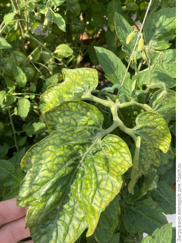 Больной томат