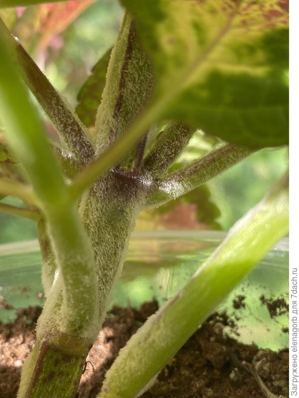 Налёт на колеусе