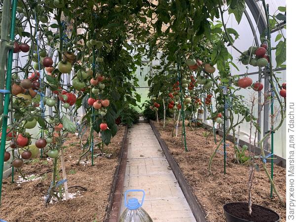 Общий вид помидор