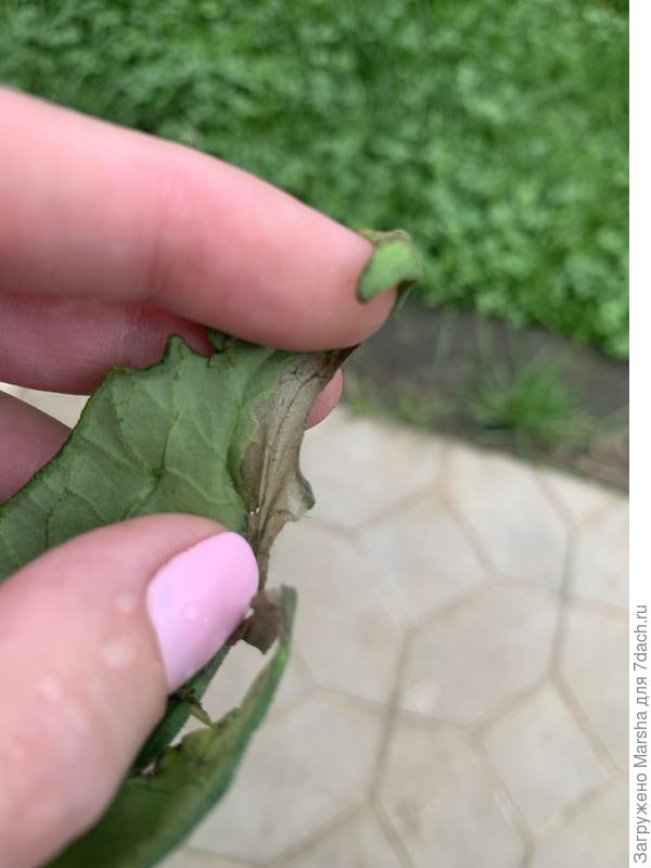 Черные пятна