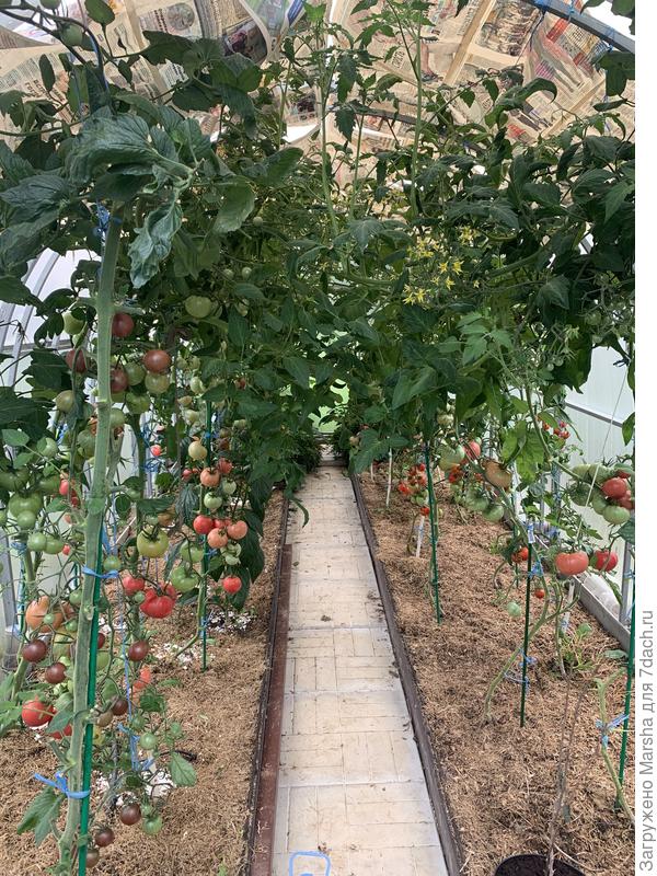 Крышу заклеила газетой,чтобы капли не падали на листья