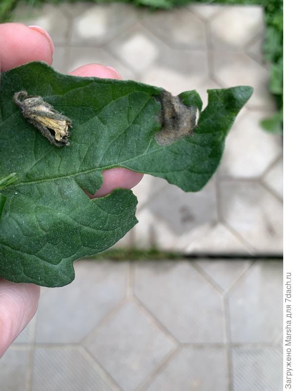 Черные пятна