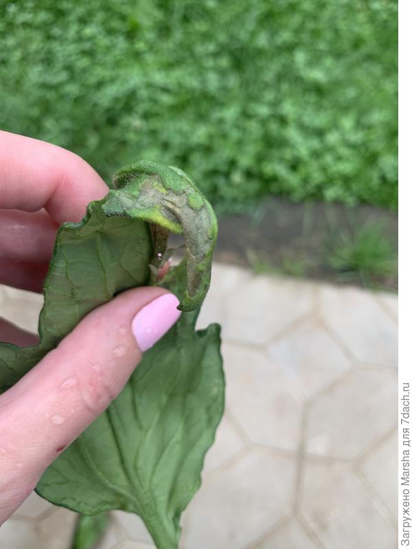 Черные пятна