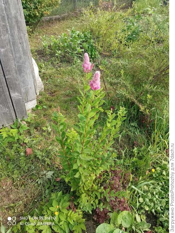 спирея широбана по версии питомника &amp;quot;Росток&amp;quot;.