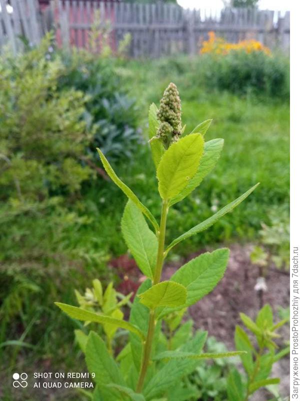 по кисти, форме листа и куста-Биларда