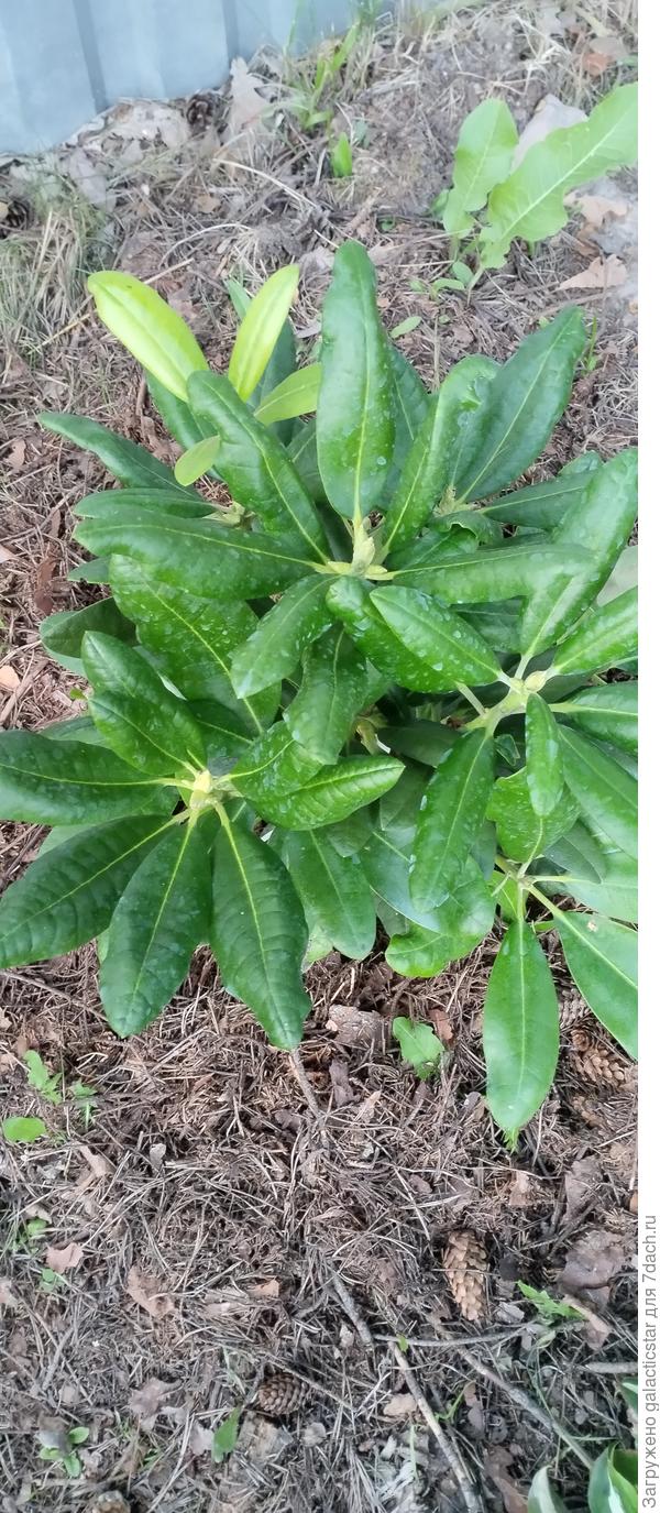 Рододендрон гибридный Хельсинский Университет