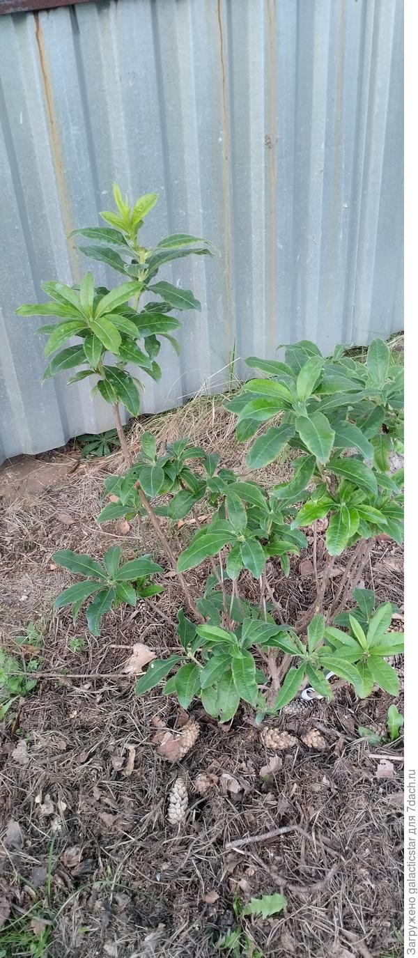 Азалия гибридная Гибралтар (Gibraltar)