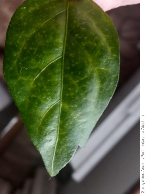 Еще один вид спереди