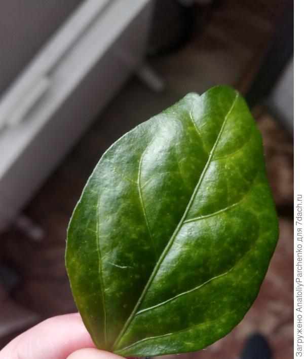 вид спереди