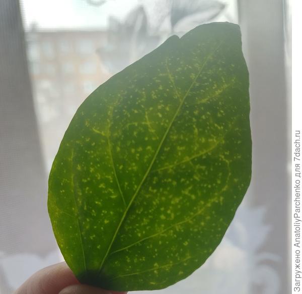 Вид на просвет