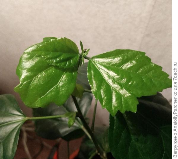 Молодые листья забавной формы