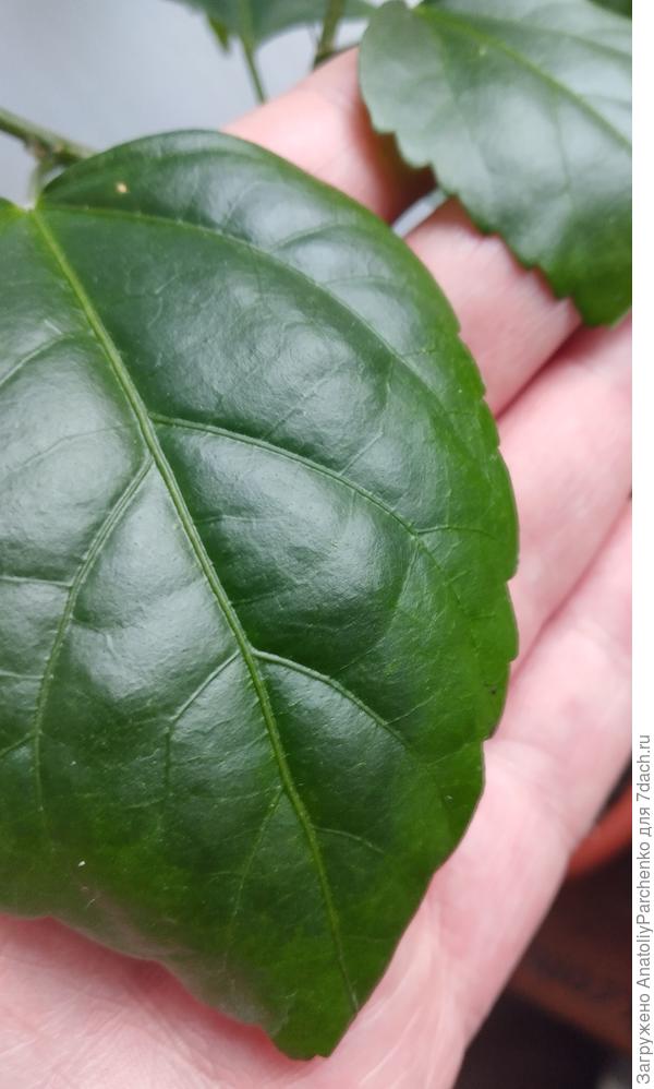 Края листьев