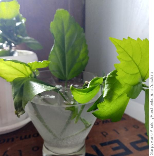 в попытке укоренения