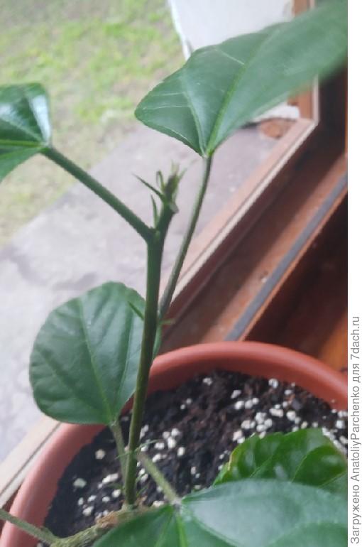 Вторая макушка - также никакого прггресса и так же листья начинают отмирать вниз к стволу