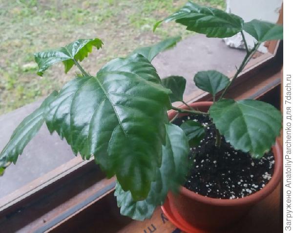 вид сбоку - видны макушки веточек, что никакого пргресса не предвидится