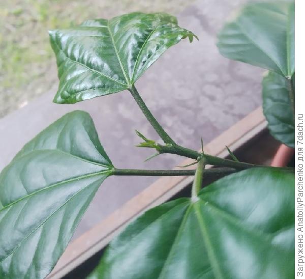 Одна макушка, уже недели три как остановилась в росте, никакого прогресса - от нее пошли постепенно мертветь уже выросшие листья - от ближайшего и дальше к стволу