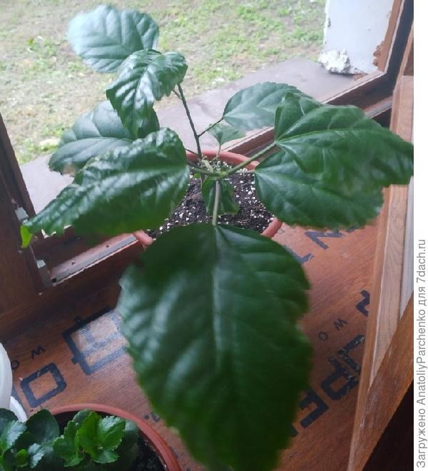 общее состояние - видны деформированные и пятнистые листья