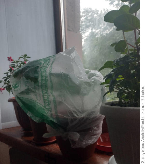 гибискус пакетированный