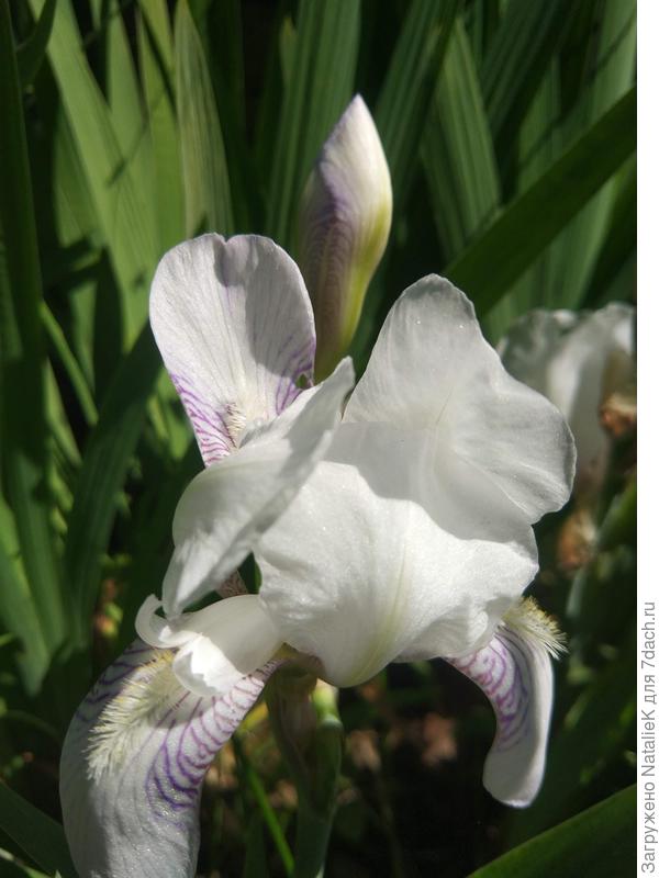 Это ирис флорентийский.