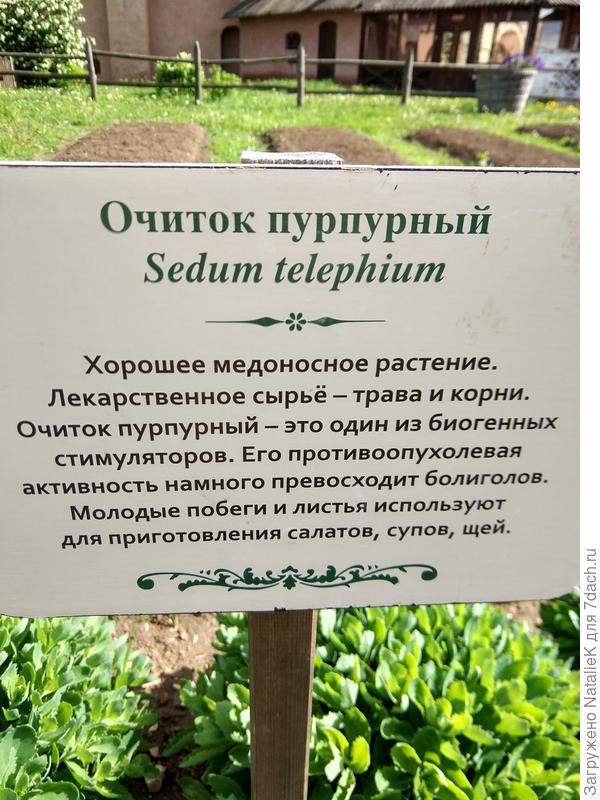 Описание Очитка пурпурного (фото 2021 года, весна)