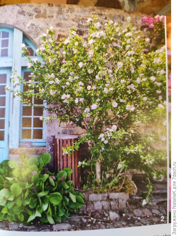 Они его прямо деревцем формируют!