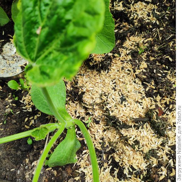 Это рядом с кабачками. А кабачки для них деликатес...