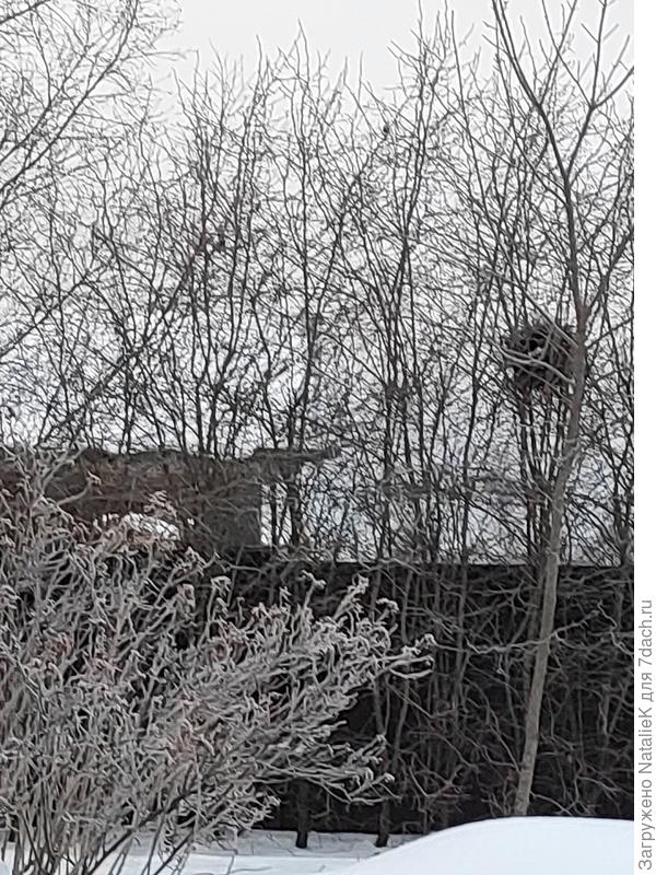 Это вот такие они у нас огромные (на заднем плане) и гнездо сорок видно хорошо)))