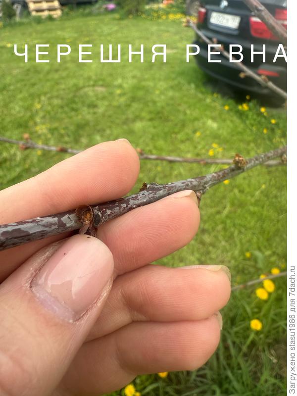 Черешня Ревна