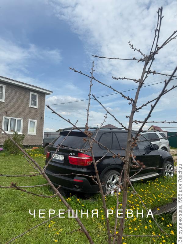 Черешня Ревна