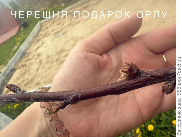 Черешня Подарок Орлу