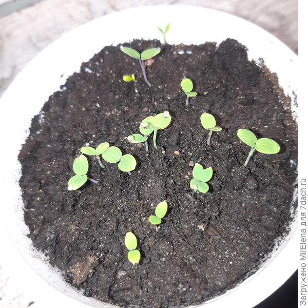 Ваша аквилегия