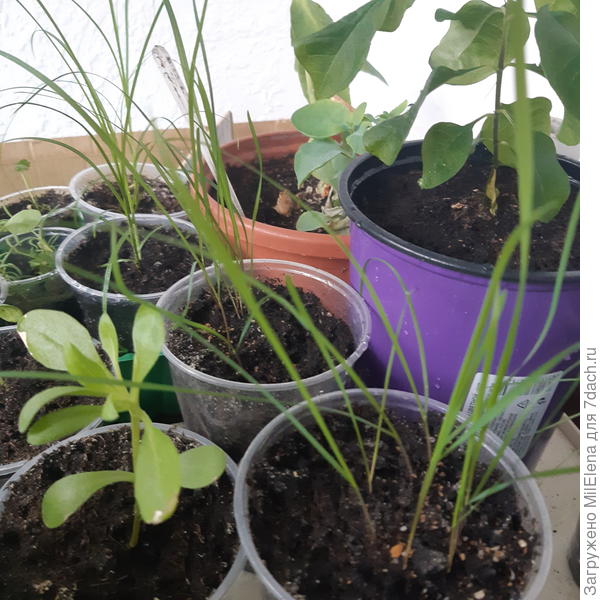 Шероховатка и осока лисья