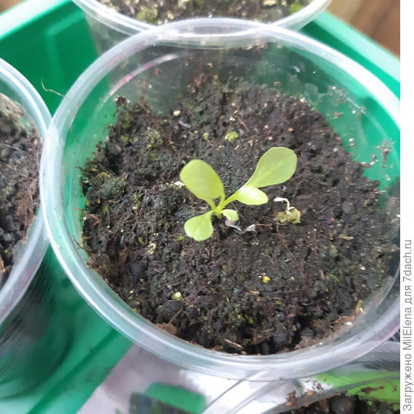 Наперстянка шоколадная