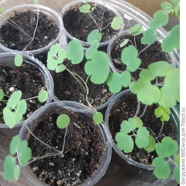 Аквилегия смесь