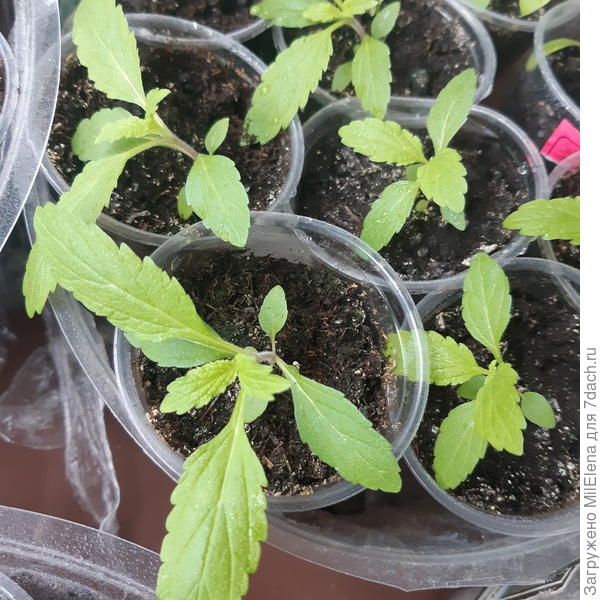 Вербена розовая