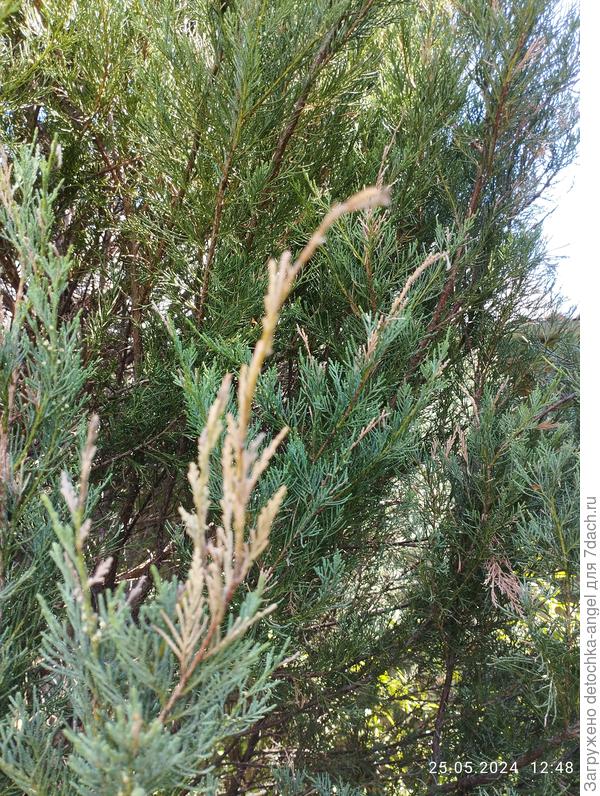 Можевельники