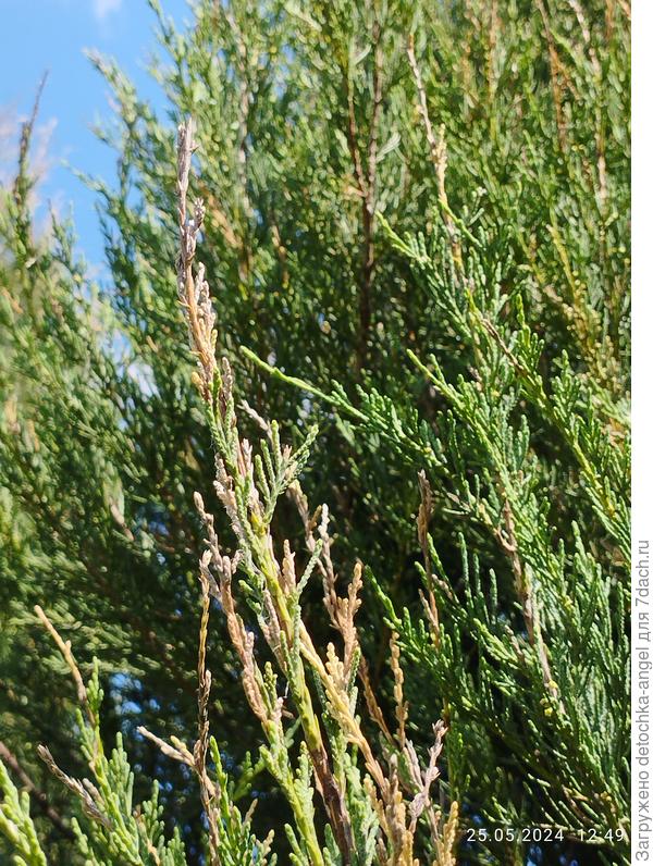 Можевельники