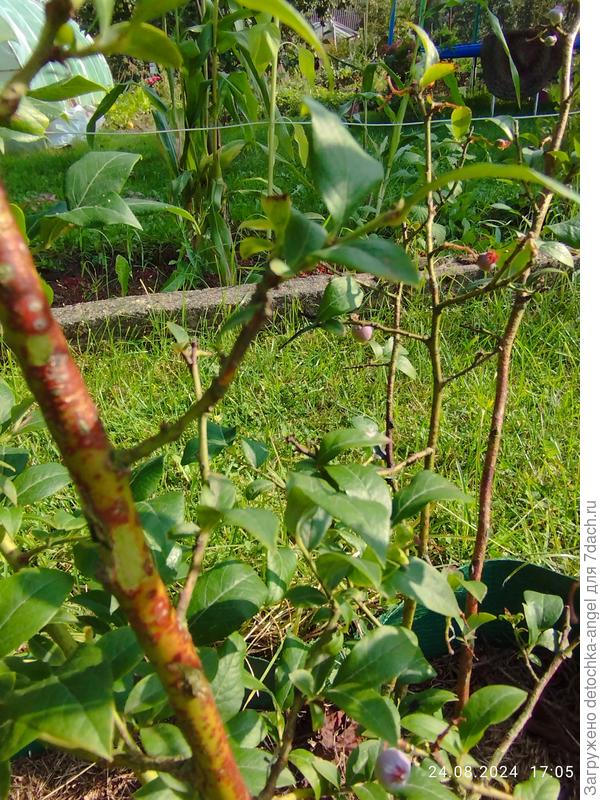 Ствол под корой