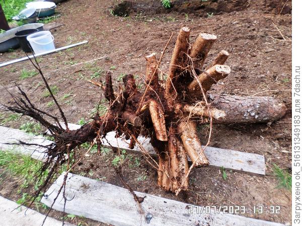 Вот такой красавец.