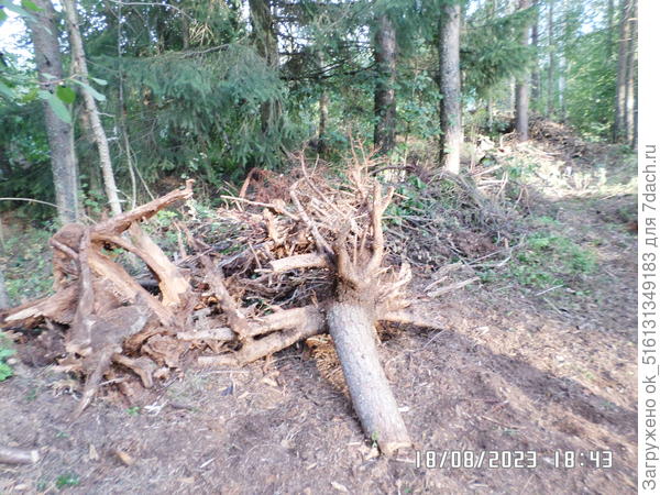 И так на каждом шагу на участке. И старые и новые.