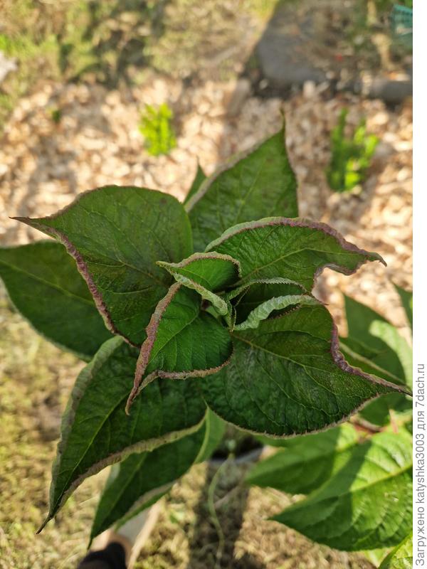 Гортензия ранняя сенсация, на одной из веток вот так закрутились листья, остальные в норме, что это может быть? Растет в земле, гербициды не использовала.. помогииите