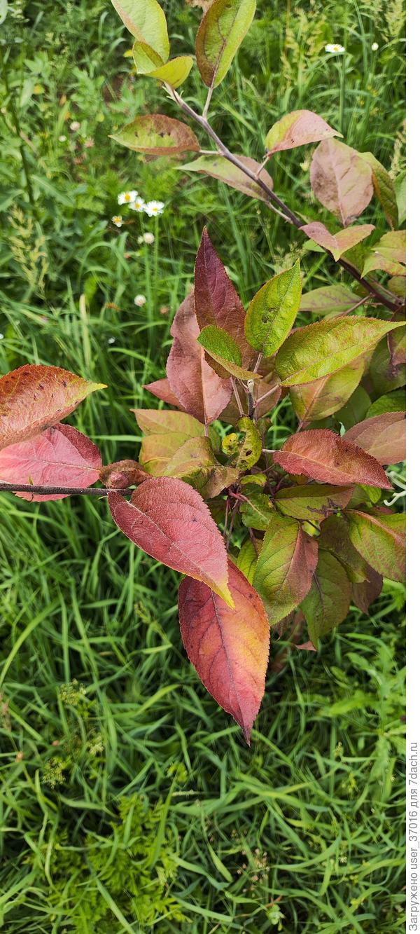 красные листья