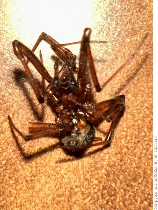 Устроил ему целую фотосессию. Так кто это такой???