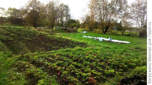 Мой сад. Видите его? А он есть!