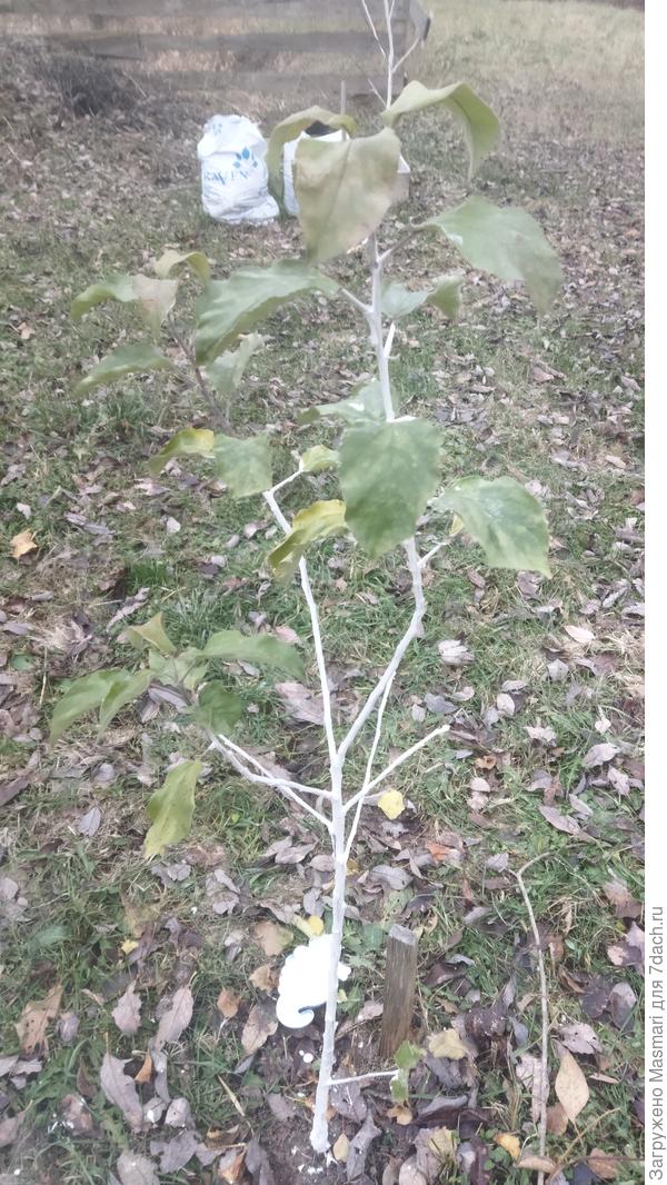 Яблочный малыш