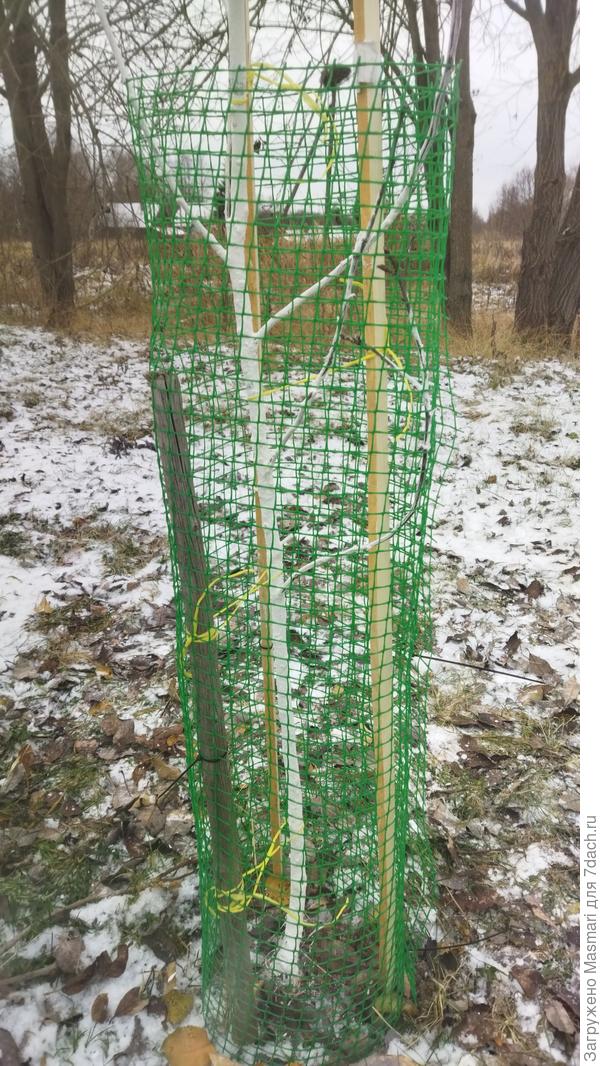 Защита от зайцев