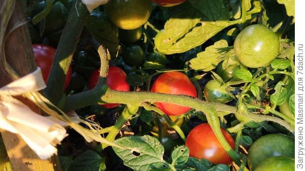 Кроха 7 июля