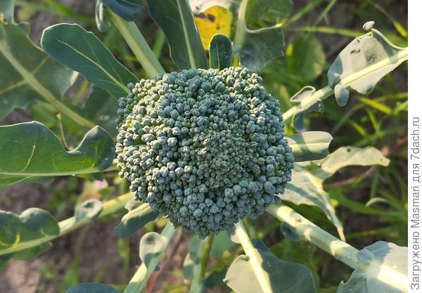 Брокколи летней посадки