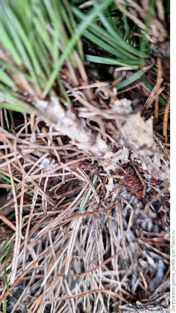 На самих веточках, где хвоя прошлогодняя опала,теперь этот белый налет.микориза и на ветках?,